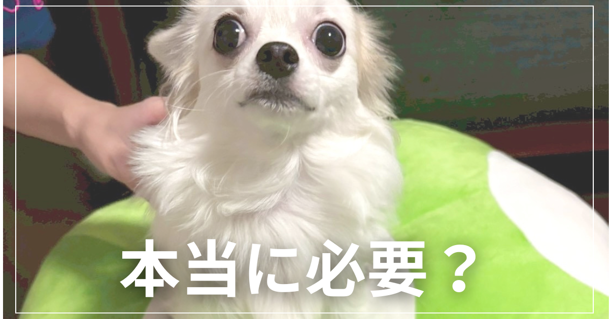 クッションに乗るチワワ