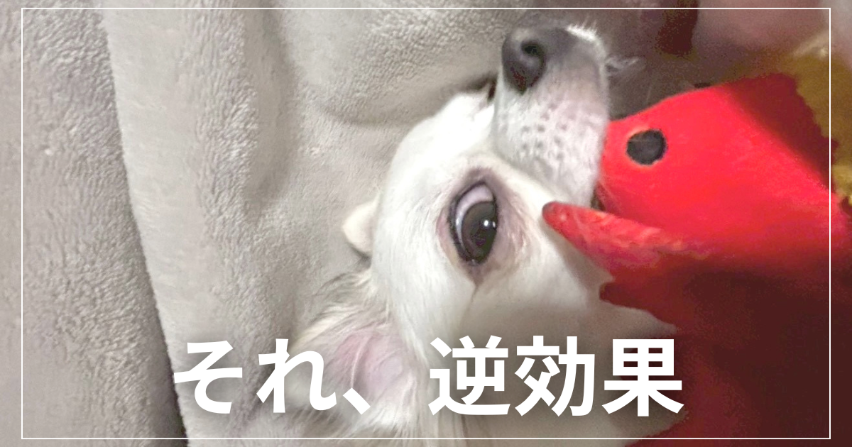 おもちゃを噛むチワワ