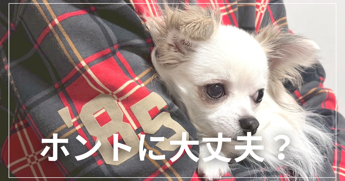 抱っこされてるチワワ