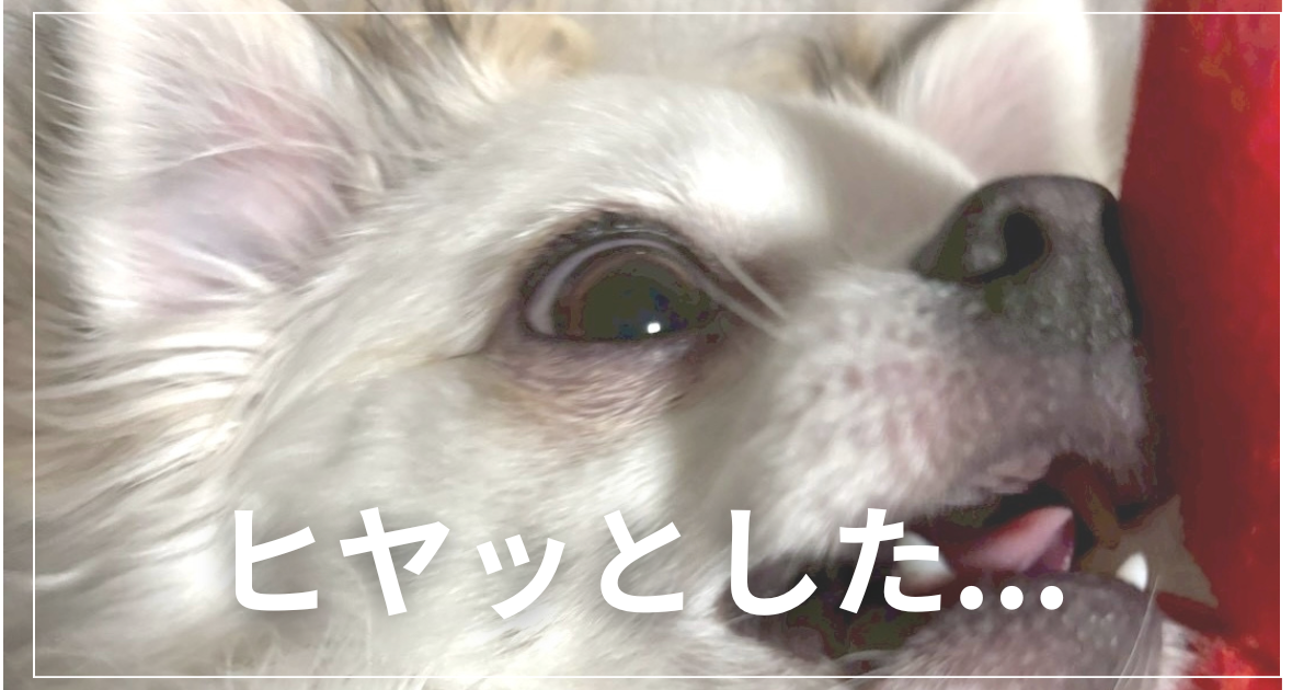 ドアップチワワ