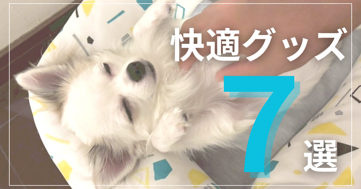 チワワ快適グッズ７選