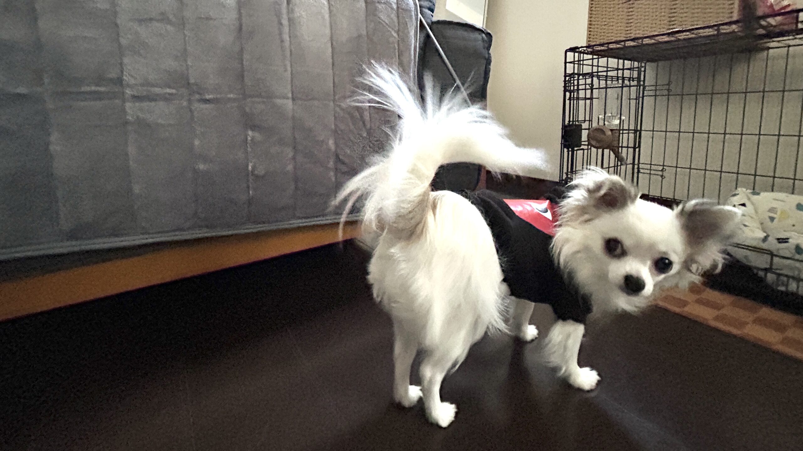 振り返るチワワ