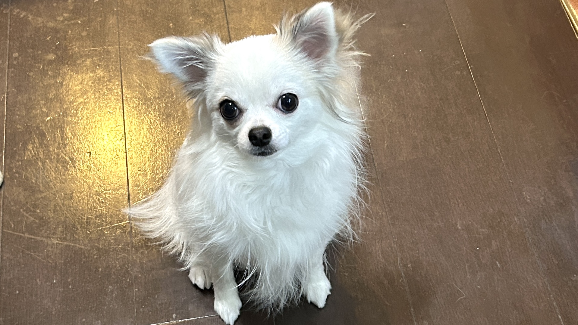 上目使いのチワワ