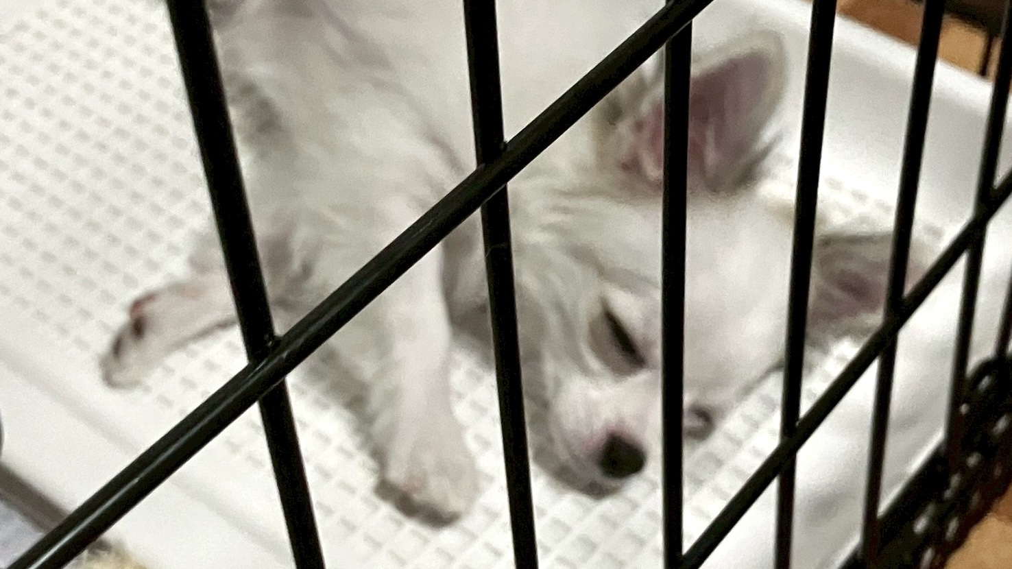 トイレで寝るチワワ