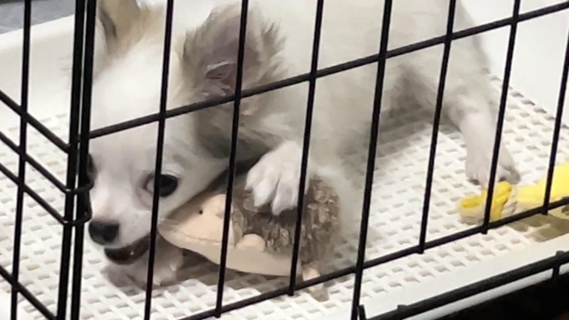 トイレで遊ぶチワワ