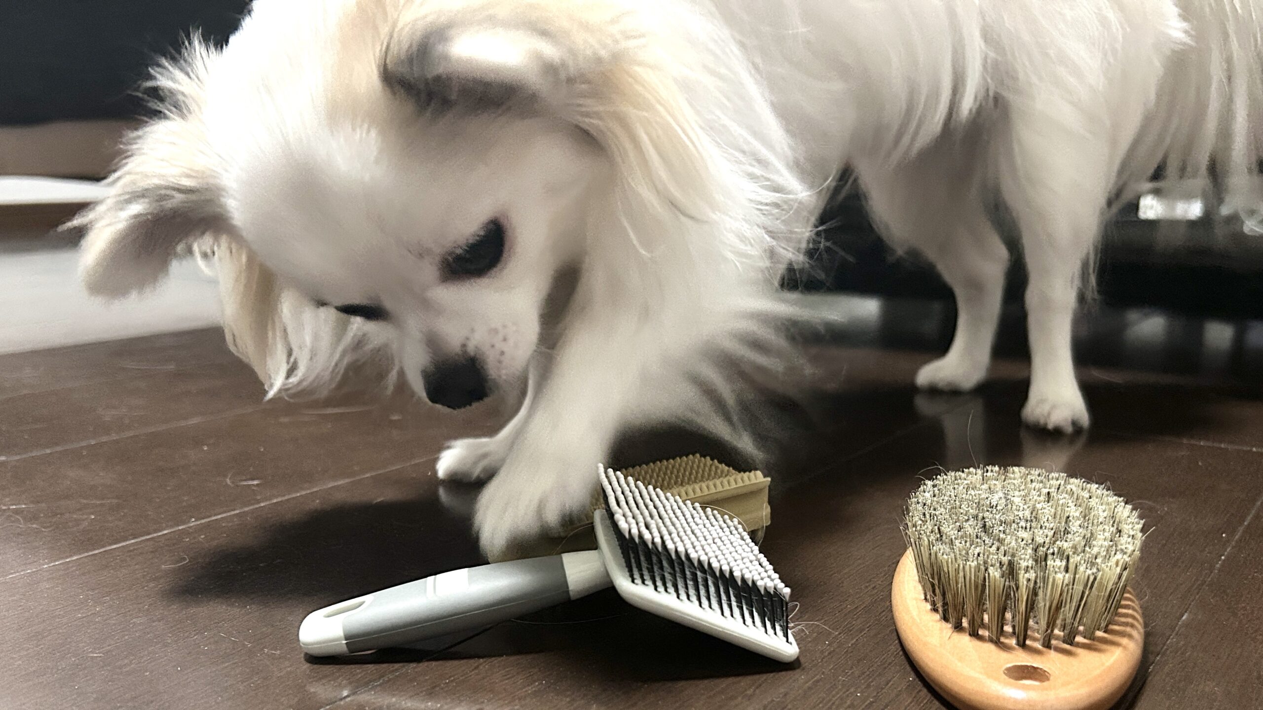 スリッカーブラシとチワワ