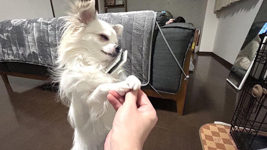 ブラシに頬擦りチワワ