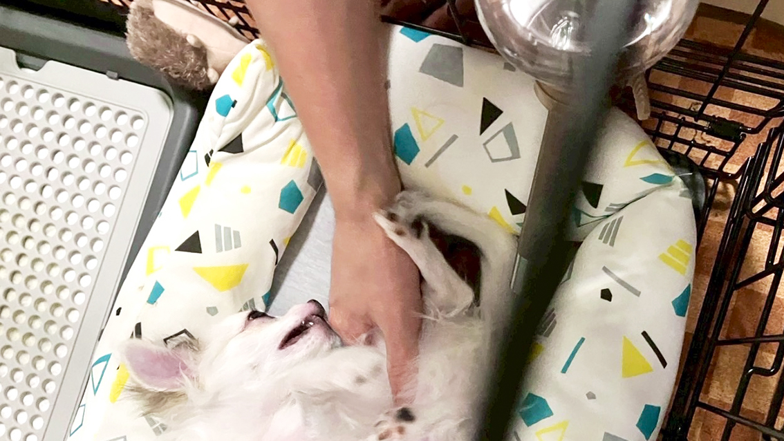 手に戯れるチワワ