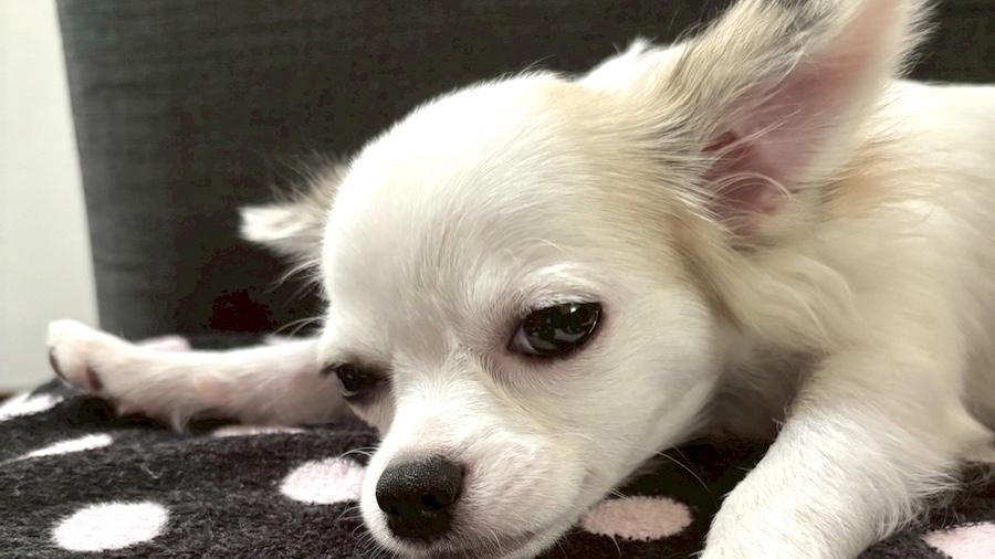 眠そうなチワワ
