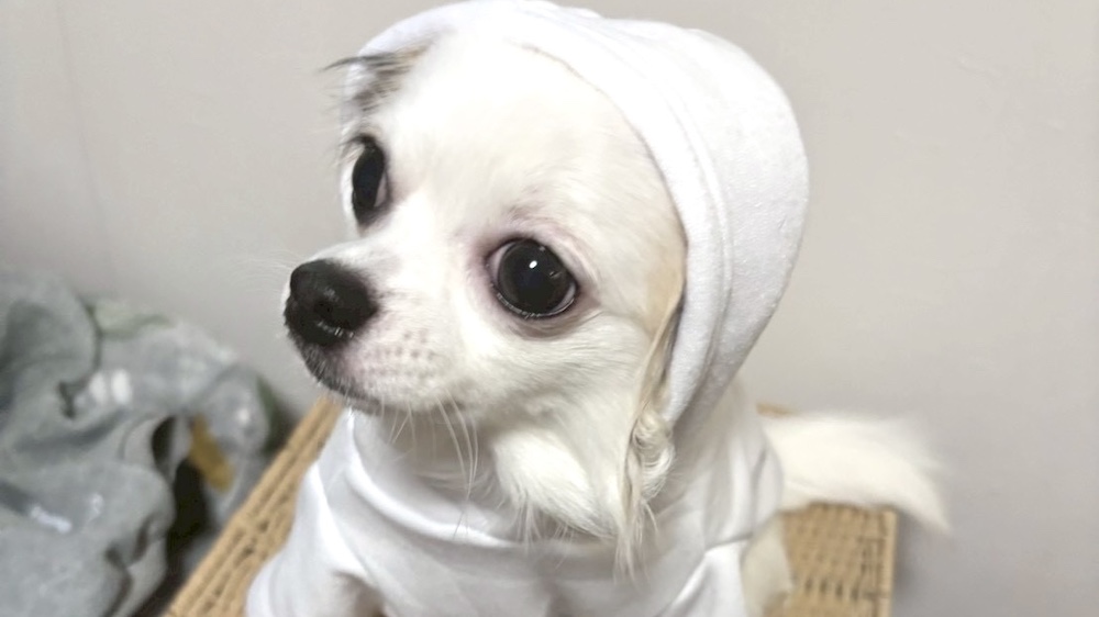 フードを被るチワワ