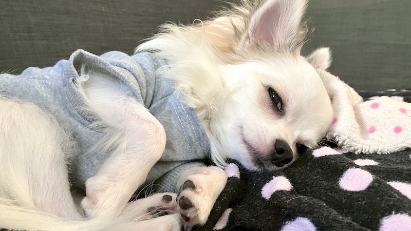 寝そうなチワワ