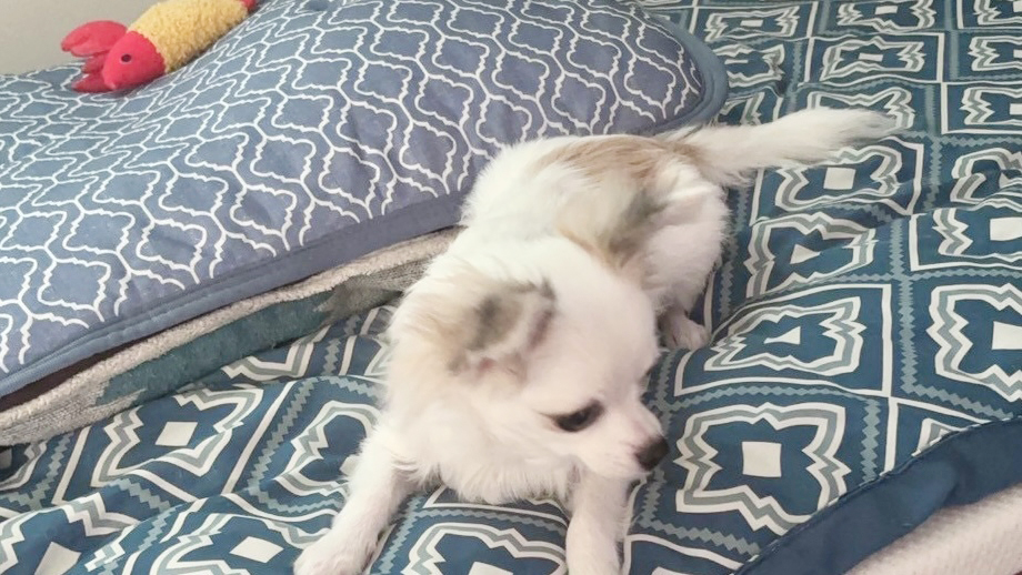 ベッドでくつろぐチワワ