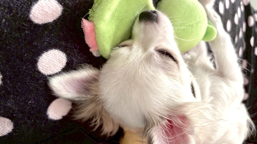 おもちゃと寝るチワワ