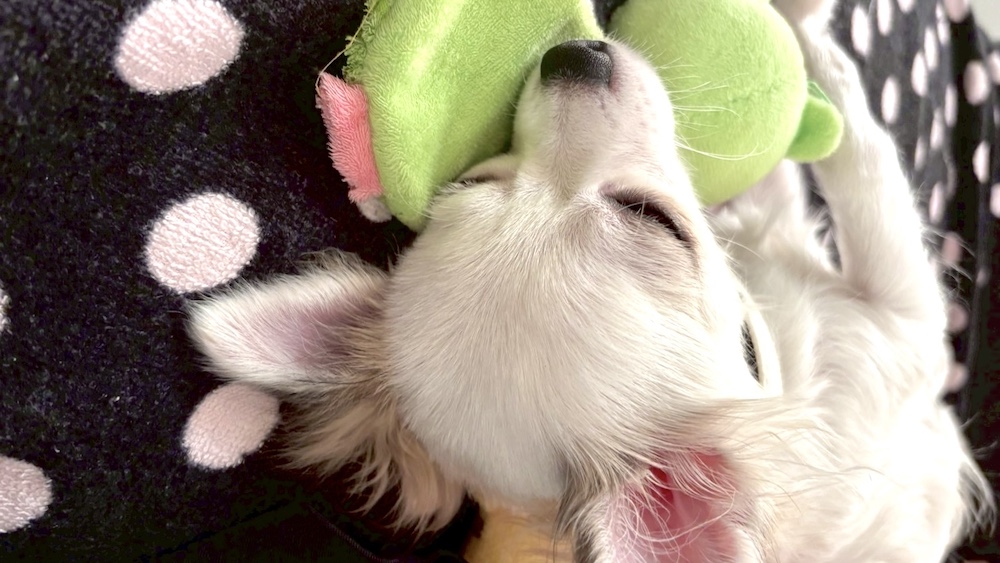 おもちゃと寝ているチワワ