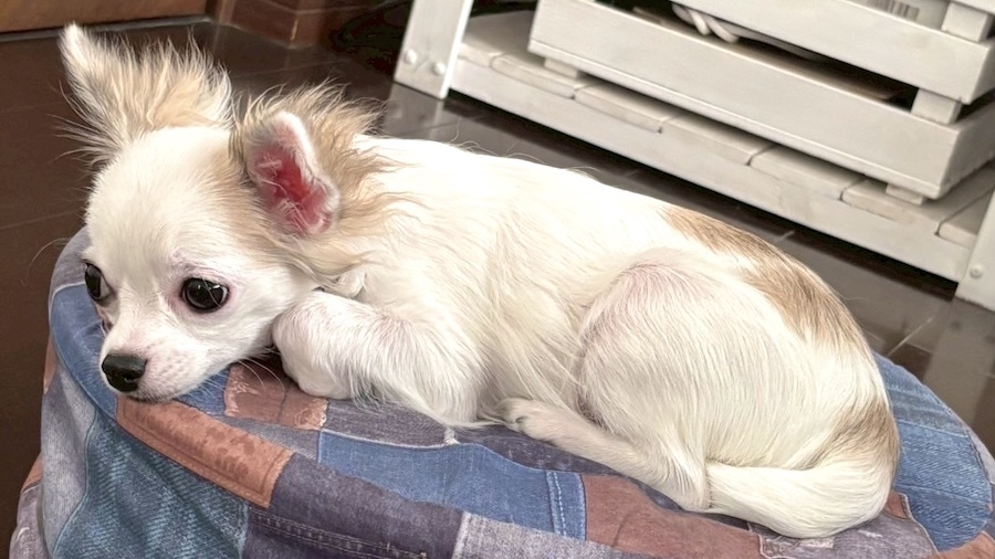 クッションの上のチワワ