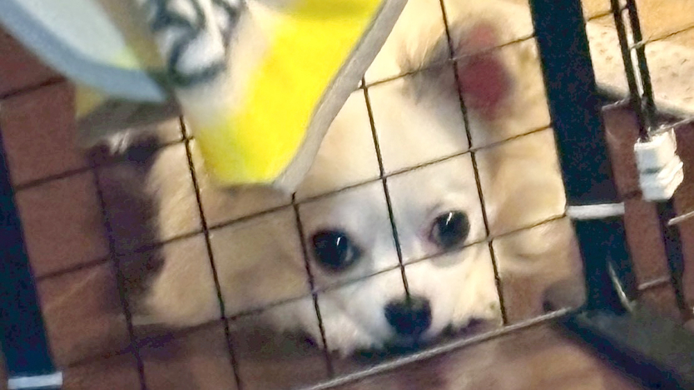 覗き見るチワワ