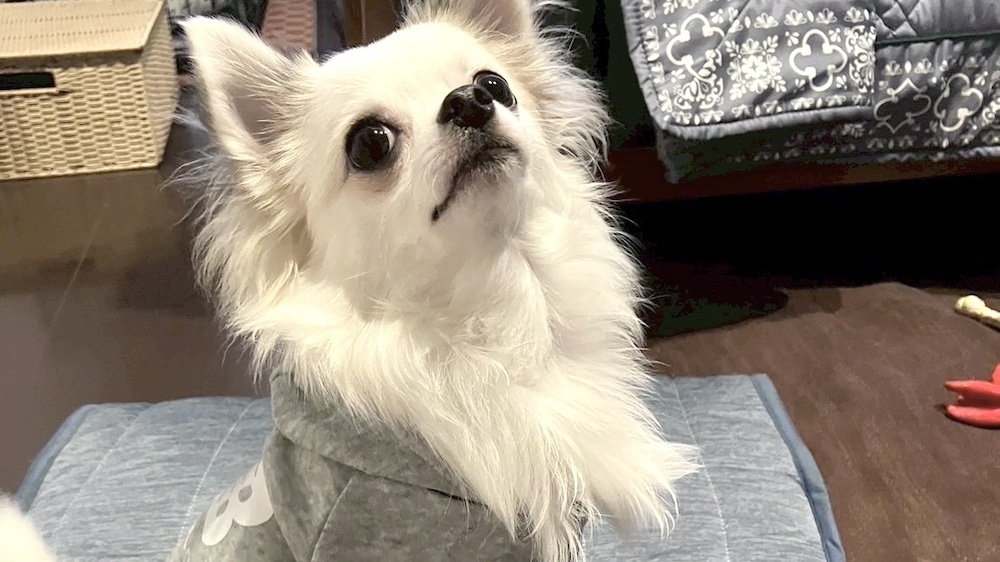 上を向くチワワ