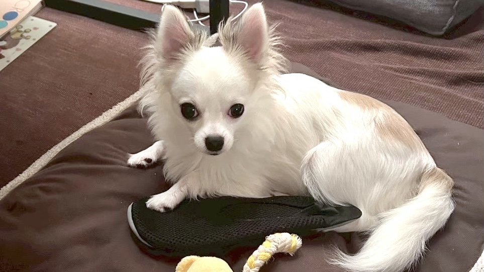 こちらを見るチワワ