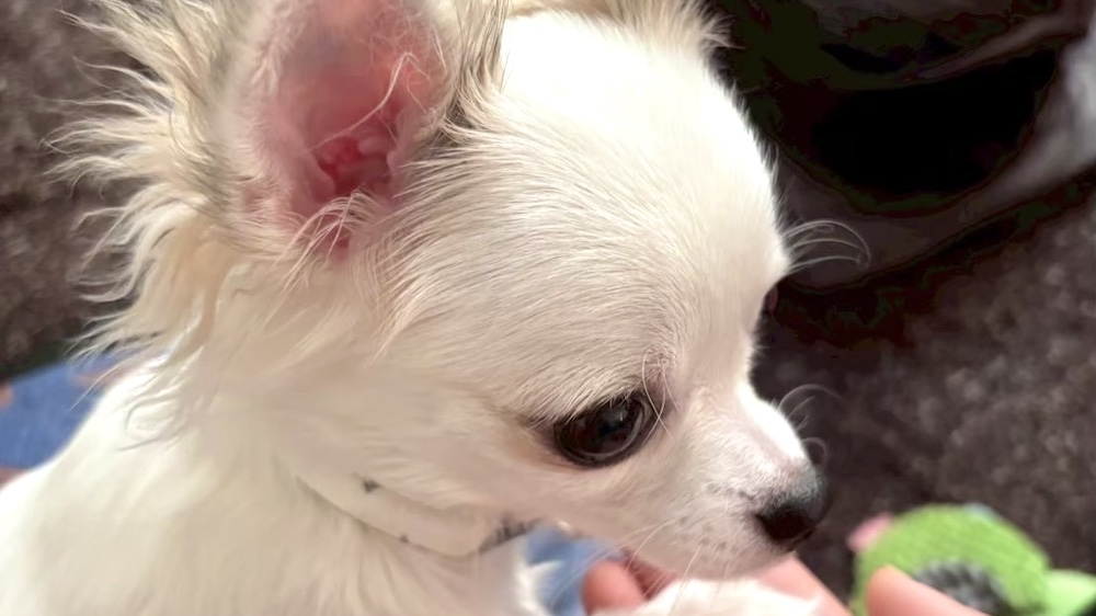 アップの子チワワ