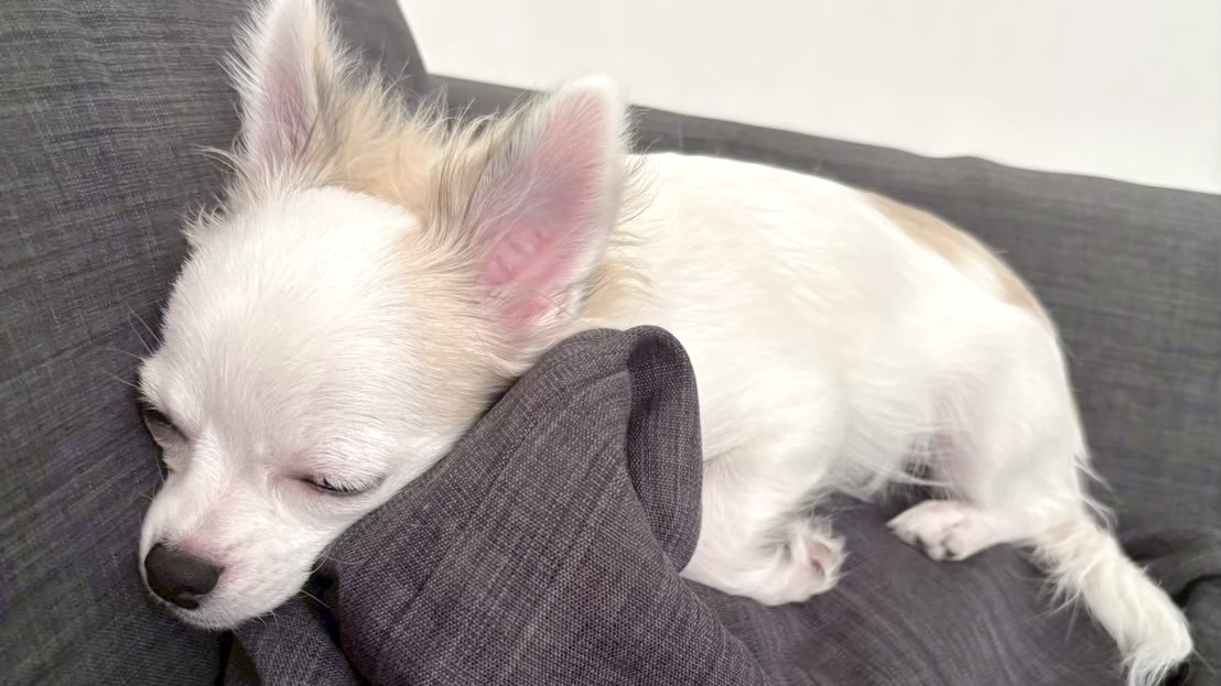 ソファで寝るチワワ