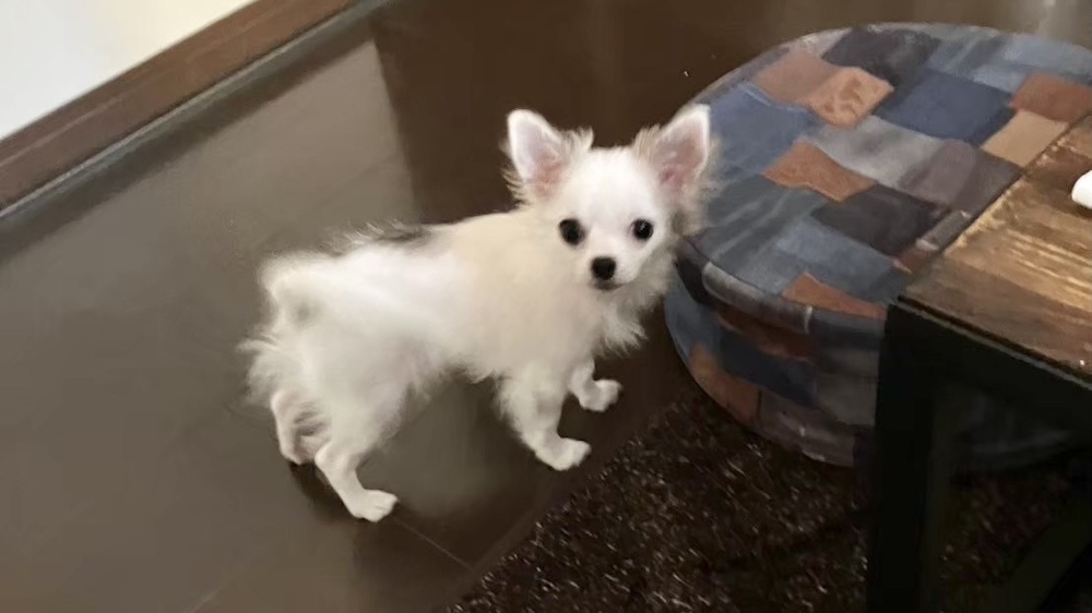 こちらを見上げる子チワワ