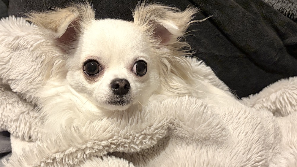 毛布で暖まるチワワ