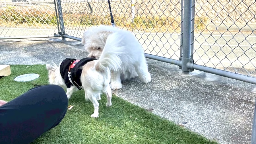 外で遊ぶチワワ