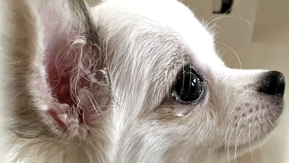 涙を浮かべるチワワ