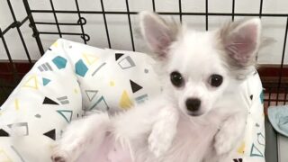 チワワを迎えたばかりの頃