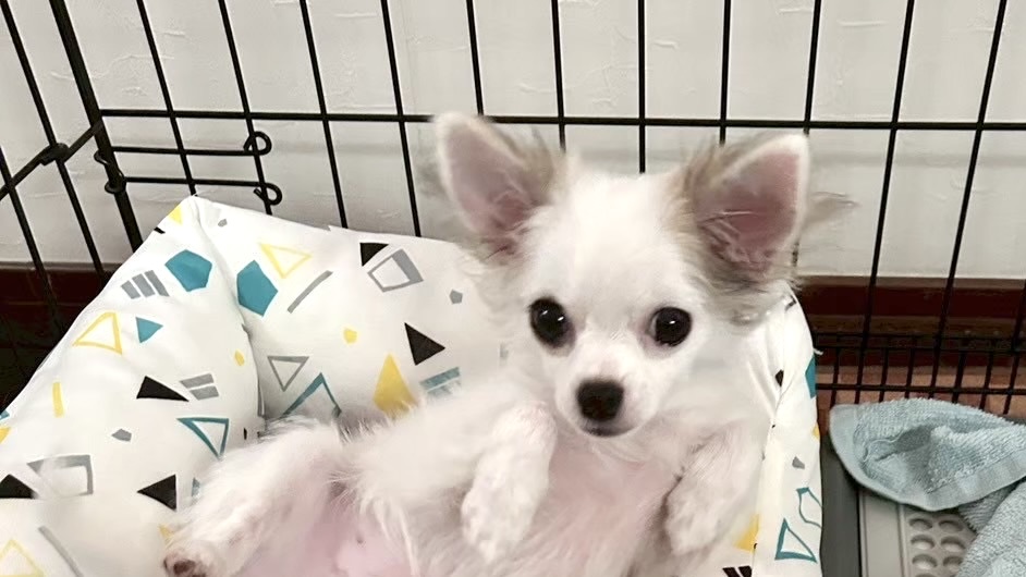 ケージでヘソ天してるチワワ