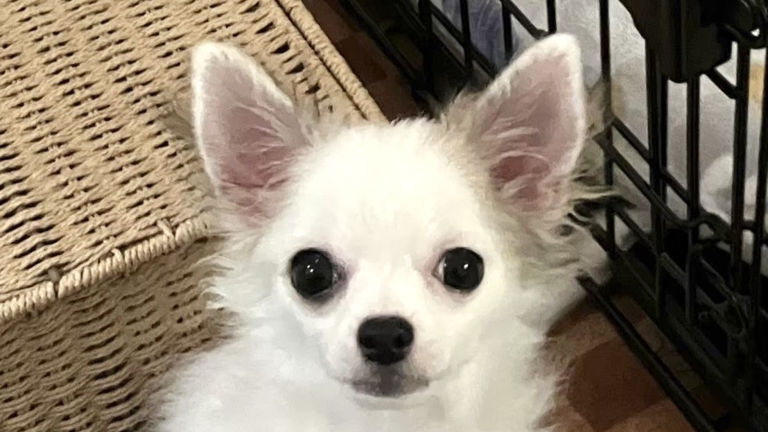 見つめるチワワ