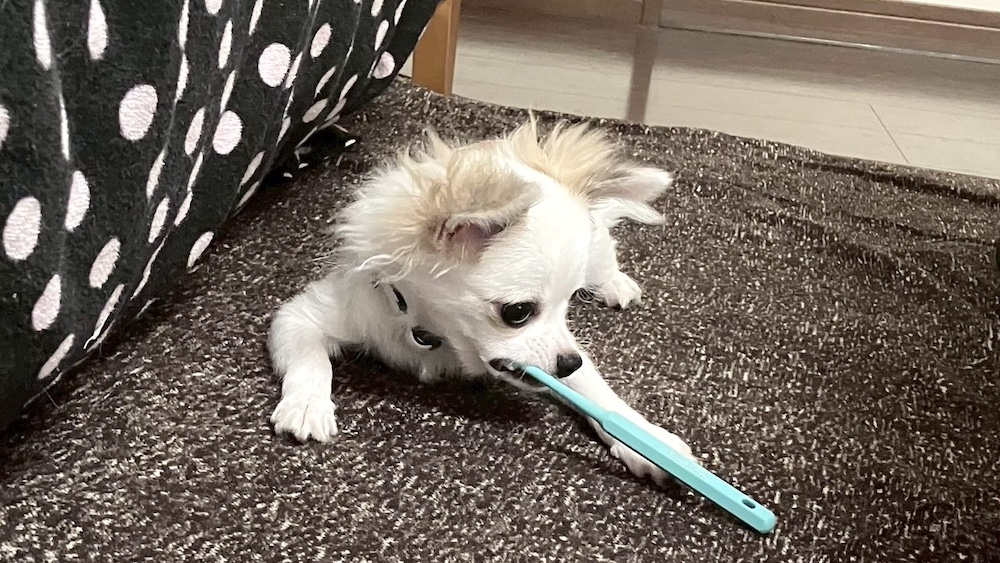 歯ブラシを咥えるチワワ