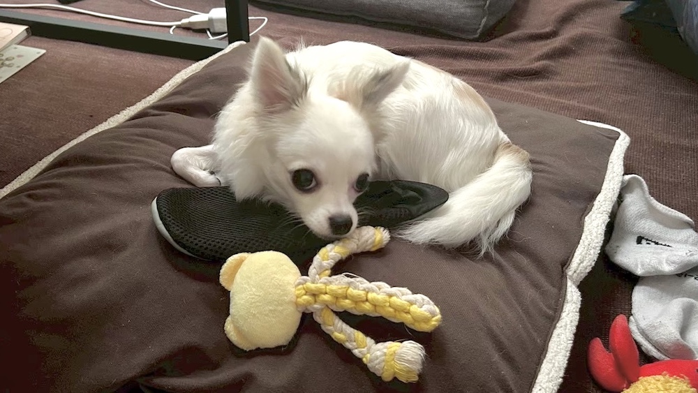 クッションの上のチワワ