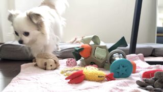 実際に使っているチワワ用品