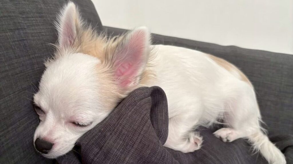 ソファで眠るチワワ