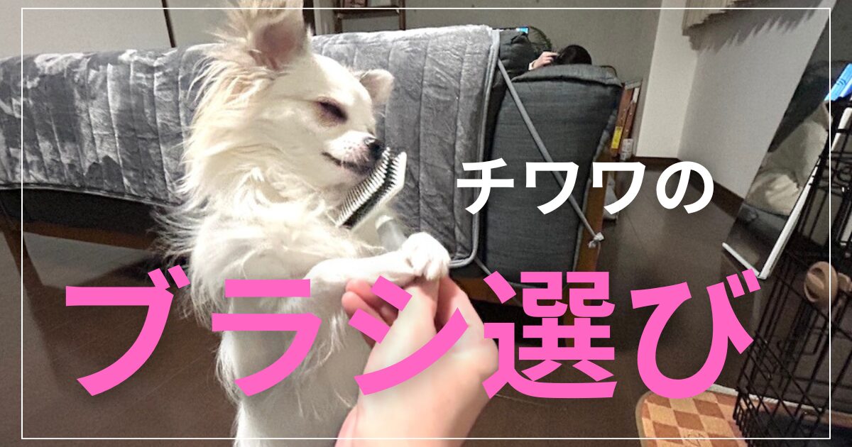 ブラシに頬擦りするチワワ