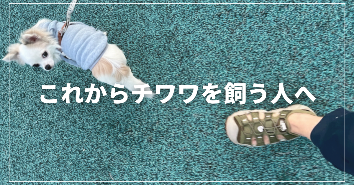 散歩中のチワワのアイキャッチ