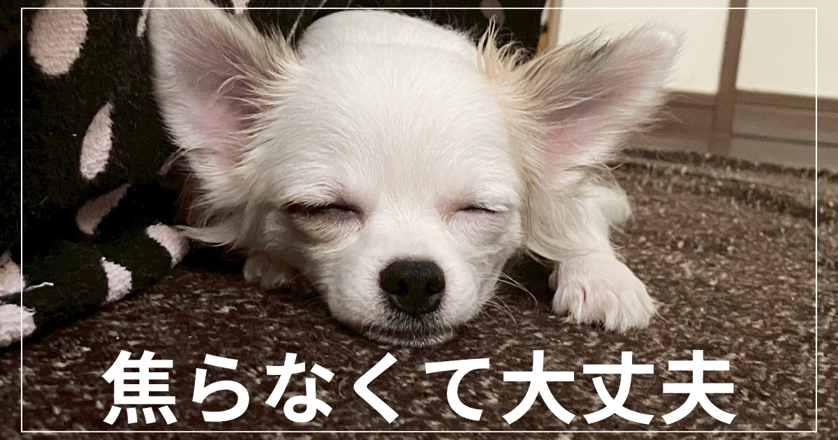 落ち着いてて眠そうなチワワ