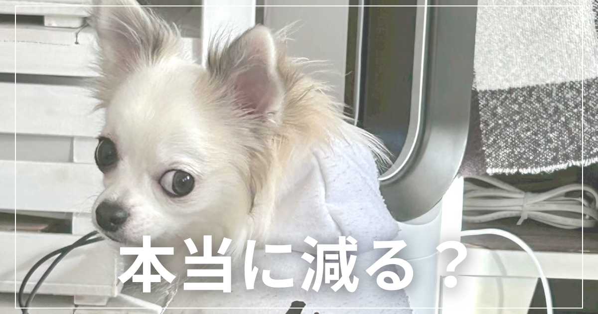 振り返るチワワ