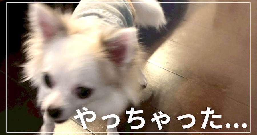 チワワのブレてる写真