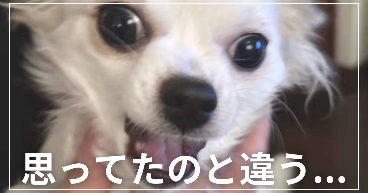 ドアップチワワ