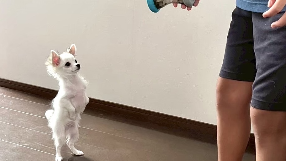 立ってるチワワ