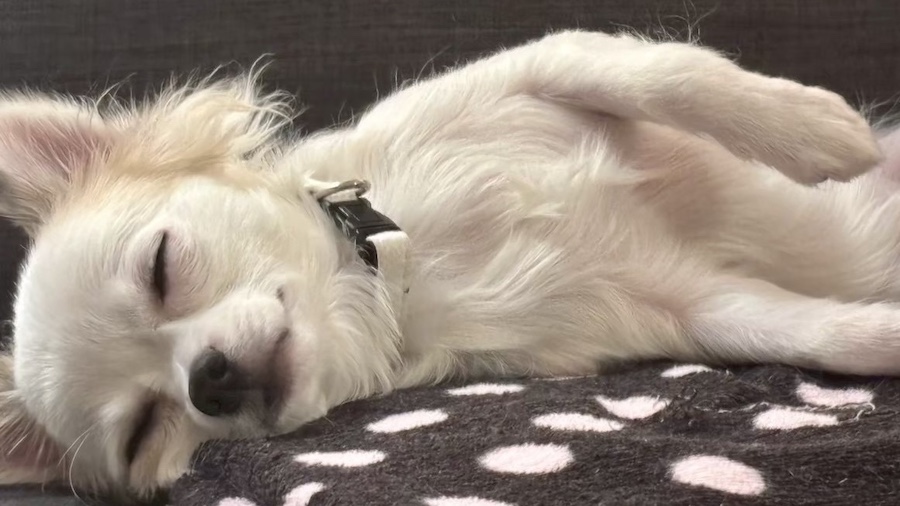 目を閉じるチワワ