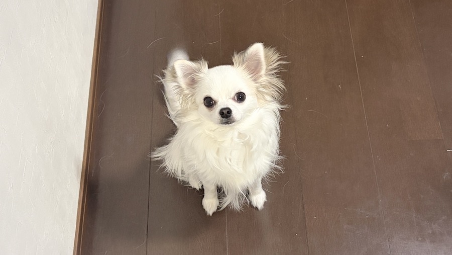 見つめるチワワ