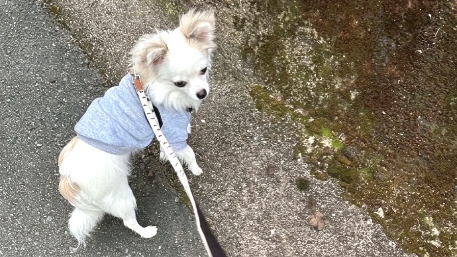 散歩中振り返るチワワ