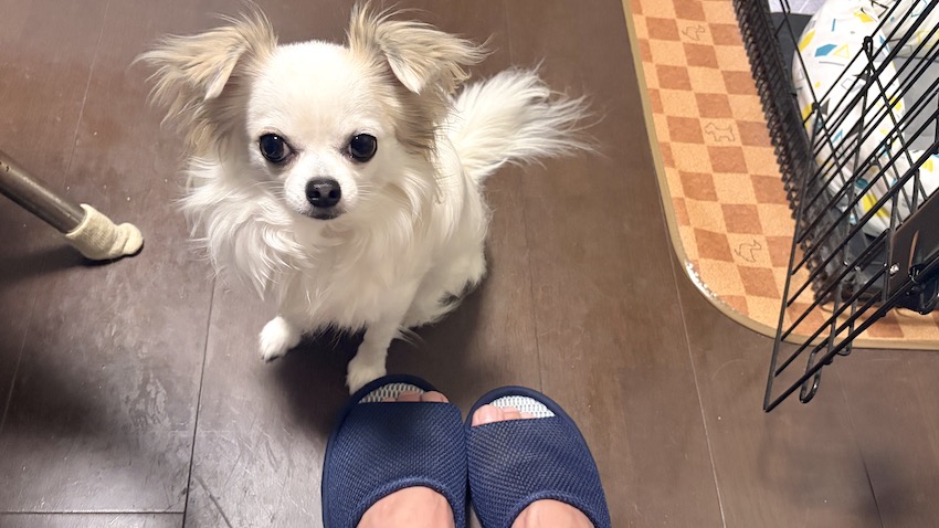 足元のチワワ